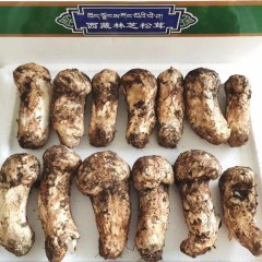 【林芝市】西藏林芝松茸1000g（3厘米-5厘米）